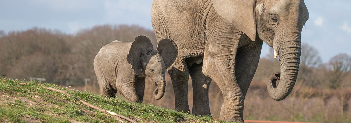Image for Howletts' Iconic Elephant Herd to Remain in Kent 