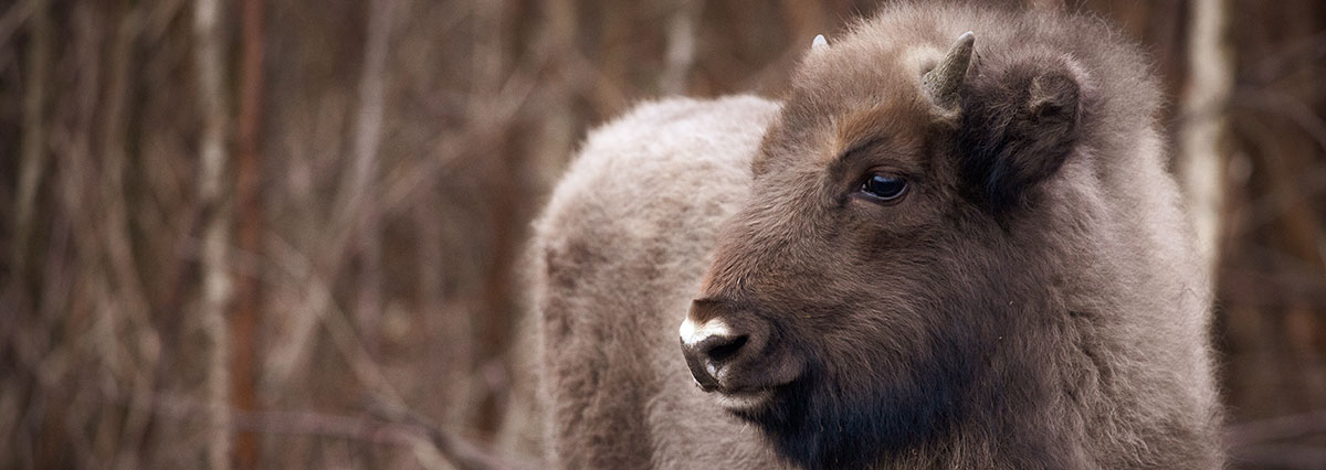 Image for Stunning Photos Picture UK’s First Free-Roaming Bison Calf In Kent