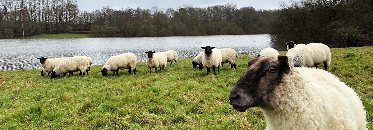 Image for New flock of sheep will boost Bewl Water’s landscapes
