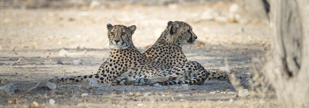 Image for Namibia: An Explorer’s Paradise