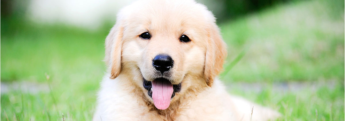 Image for Pet Owners Urged To Stay Vigilant As Dog Theft Cases Rise