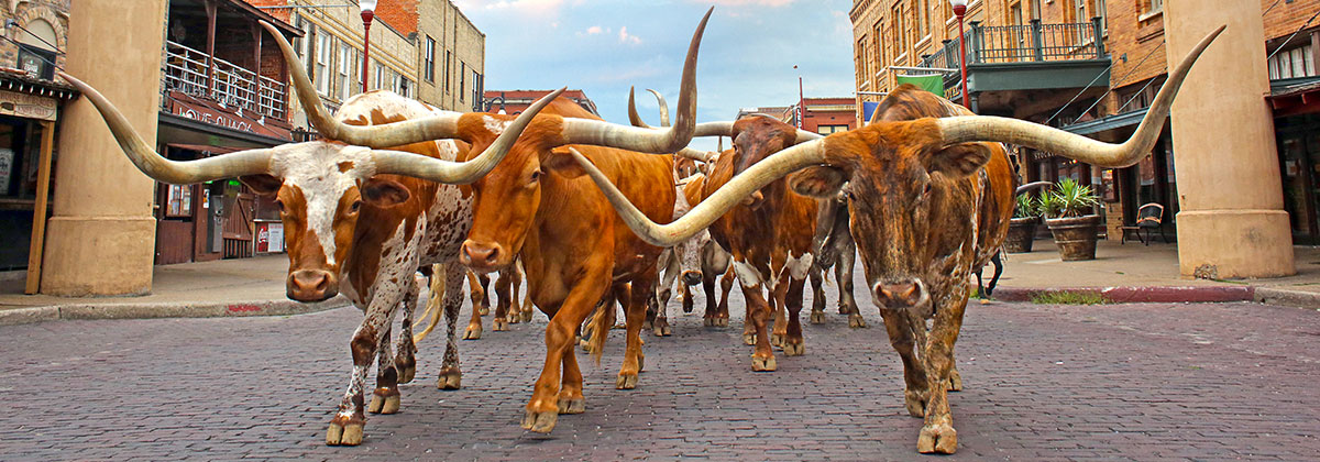 Image for Saddle Up for Adventure in Fort Worth, Texas