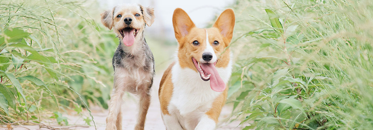 Image for Expert Reveals the Real Reason Dogs Get 'Zoomies'