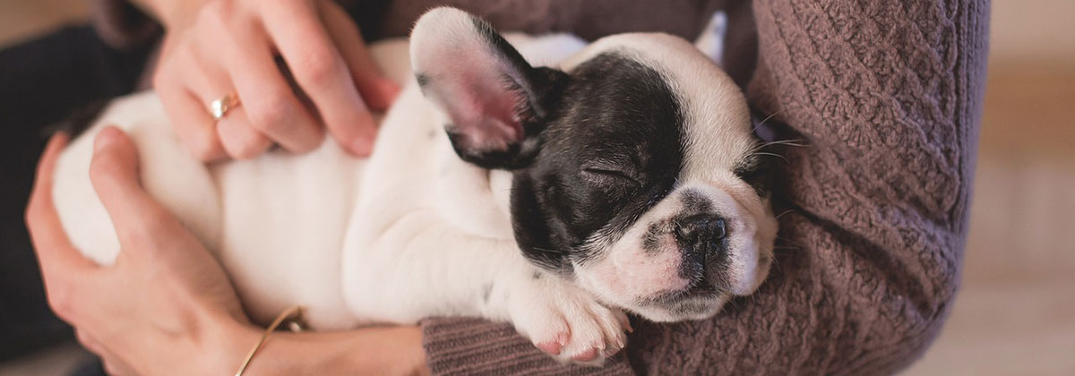 Image for The '10 Most Expensive Dog Breeds To Insure'