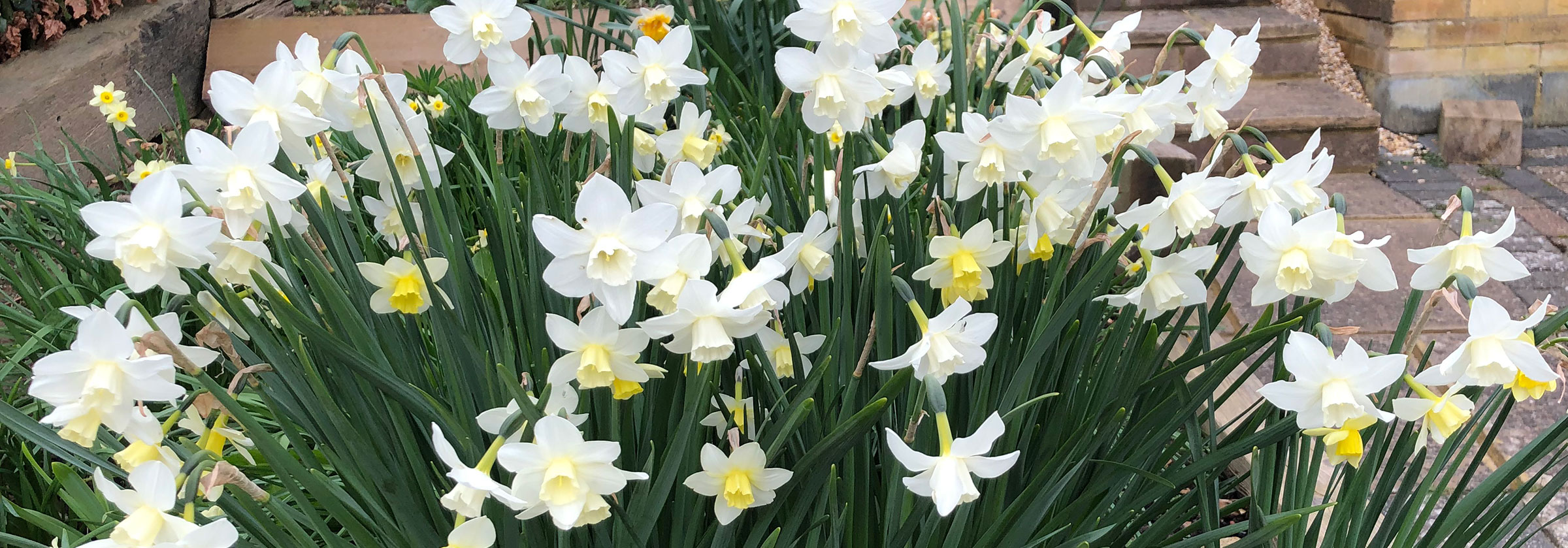 Image for 10 Steps to Prep Your Garden This Spring