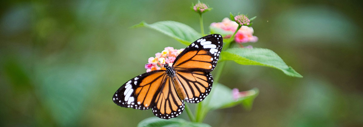 Image for Expert Reveals Diverse UK Wildlife To Look Out For This Summer