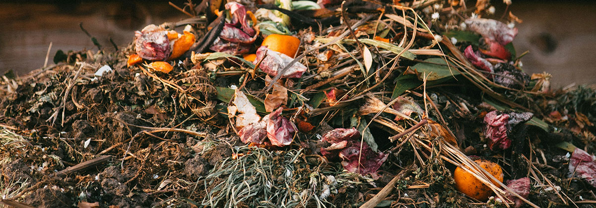 Image for How To Turn Your Kitchen Scraps Into Garden Gold 