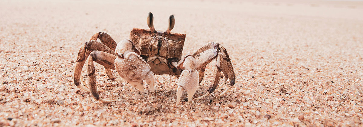 Image for 15 Unusual Museums in Kent, Sussex & London