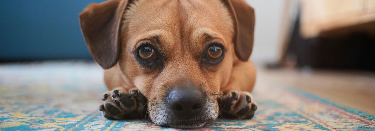 Image for Behaviour Expert Reveals The Rule For Helping Dogs Settle Into A New Home