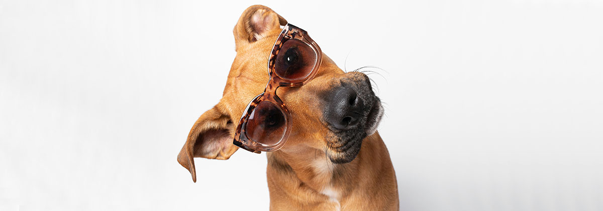 Image for Expert Reveals Ways To Keep Dogs Cool During This Week's Heat