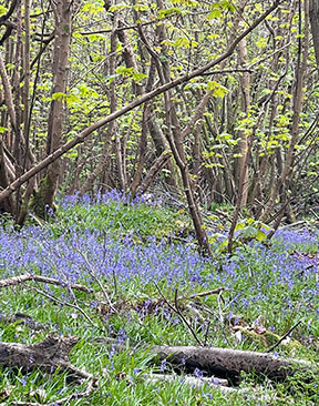 Where to See Stunning Bluebells for Free in Kent & Sussex