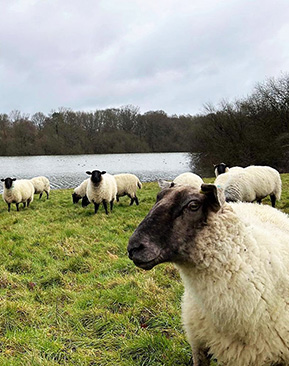 Image for New flock of sheep will boost Bewl Water’s landscapes