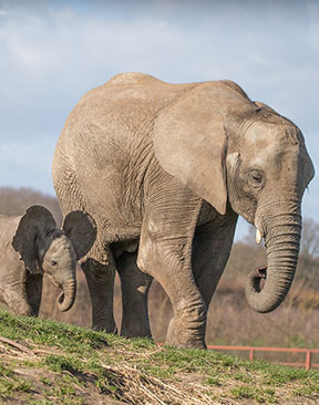Howletts' Iconic Elephant Herd to Remain in Kent 