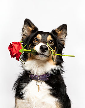 Image for Research Reveals Owners Opting For Dog Dates Over Romance