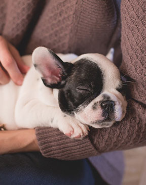 Image for The '10 Most Expensive Dog Breeds To Insure'
