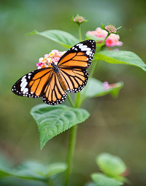 Image for Expert Reveals Diverse UK Wildlife To Look Out For This Summer