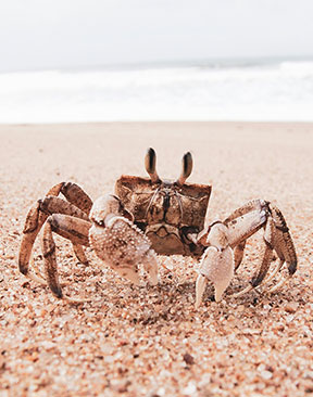 Image for 15 Unusual Museums in Kent, Sussex & London