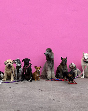 New Study Reveals The True Cost Of Pet Ownership In The UK