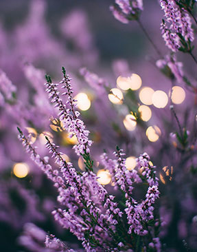 Image for An Expert’s Guide To Growing Lavender This Spring