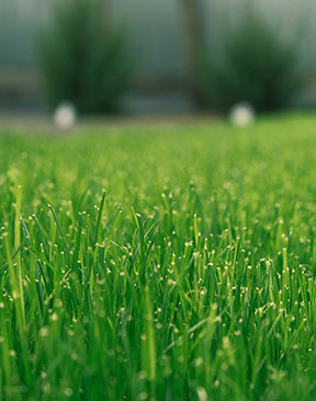 New Study Reveals Britons Think An Attractive Garden Could Add £20k To A Home’s Value