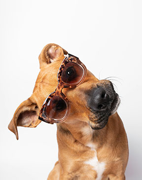 Image for Expert Reveals Ways To Keep Dogs Cool During This Week's Heat