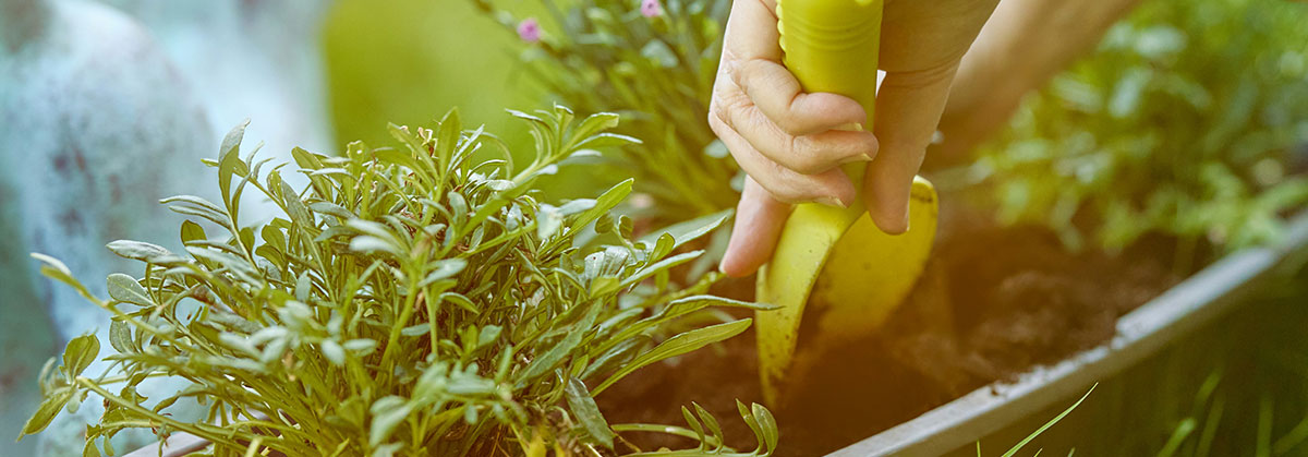 Image for Why Now Is the Perfect Time to Prepare Your Garden for Summer