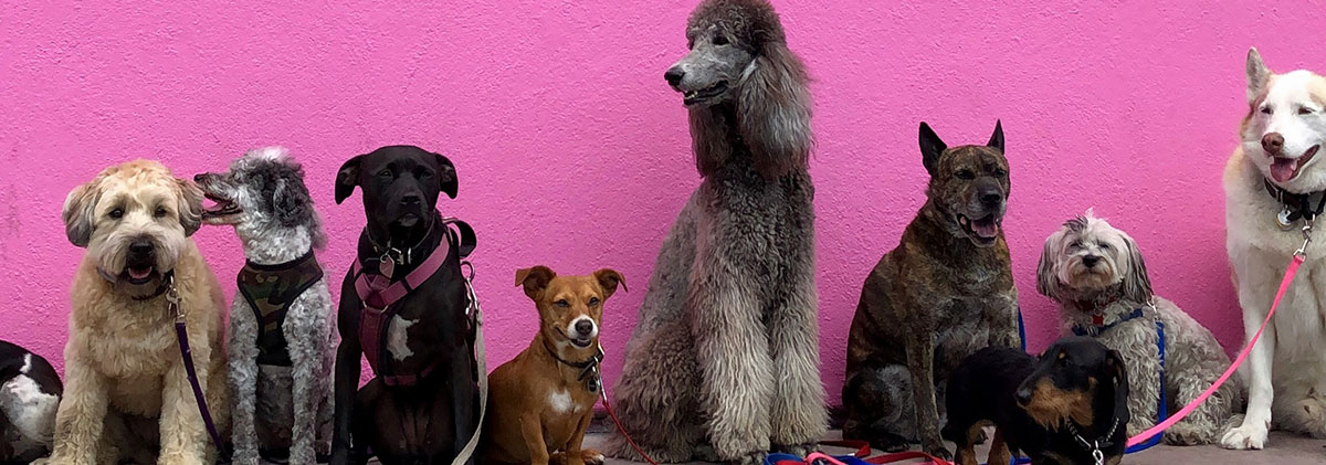 Image for New Study Reveals The True Cost Of Pet Ownership In The UK