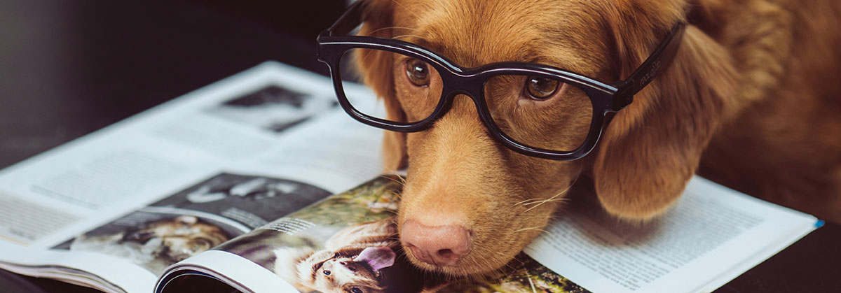 Image for Searches For ‘Office Dogs’ Rise 348% As Behaviourist Warns Not Every Dog Is Ready 