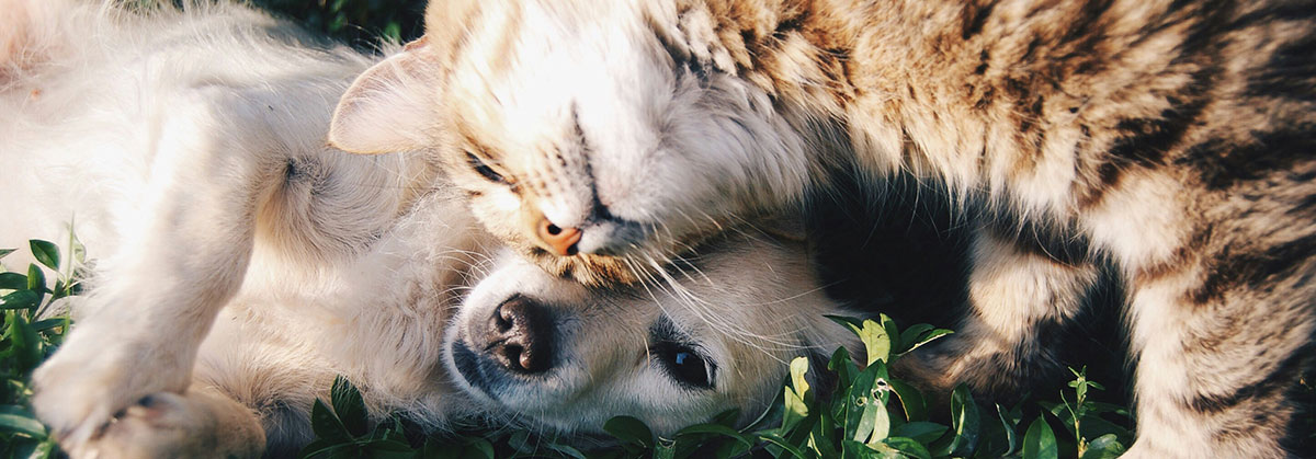 Image for How To Choose The Ideal Pet Sitter For Your Furry Friends