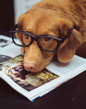 Searches For ‘Office Dogs’ Rise 348% As Behaviourist Warns Not Every Dog Is Ready 