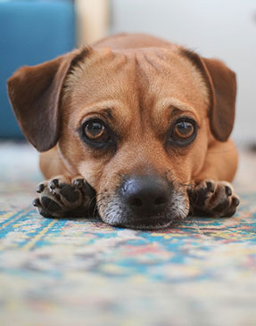 Behaviour Expert Reveals The Rule For Helping Dogs Settle Into A New Home